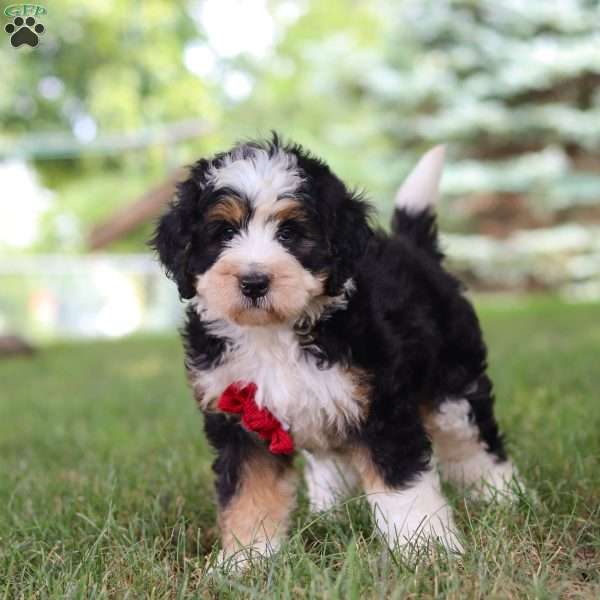 George, Mini Bernedoodle Puppy